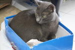 Blue Blink - Russian Blue + Domestic Short Hair Cat