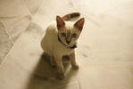 Belle - Siamese Cat