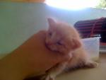 Ginger Baby  - Domestic Short Hair Cat