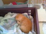 Ginger Baby  - Domestic Short Hair Cat