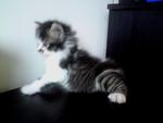 Shiro Reveira - Domestic Long Hair Cat