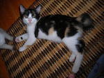 Mimi - Domestic Short Hair Cat