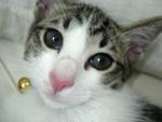 Loki - Domestic Short Hair Cat