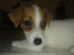 Dash - Jack Russell Terrier Dog