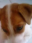 Dash - Jack Russell Terrier Dog