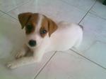 Dash - Jack Russell Terrier Dog