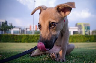 Can you touch your nose with your tongue, just like this!