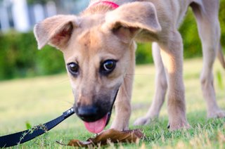 Hmmm... not a sausage, but a nice leaf, sniff, sniff, sniff!