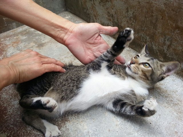 Mao Mi - Domestic Short Hair + Calico Cat