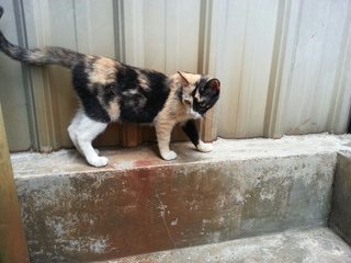 Mao Mi - Domestic Short Hair + Calico Cat