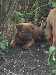 May - Mixed Breed Dog