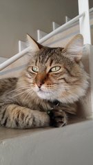 Rocky - Tabby Cat