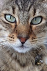 Rocky - Tabby Cat