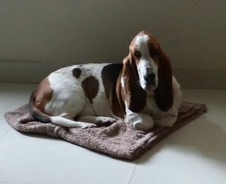 Bailey - Basset Hound Dog