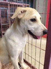 Cary - Labrador Retriever Mix Dog