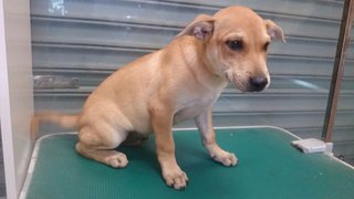 Henry - Labrador Retriever Mix Dog