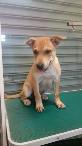 Henry - Labrador Retriever Mix Dog