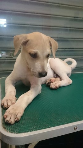 Cody - Labrador Retriever Mix Dog