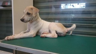 Cody - Labrador Retriever Mix Dog