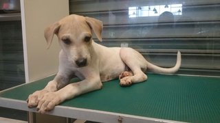 Cody - Labrador Retriever Mix Dog