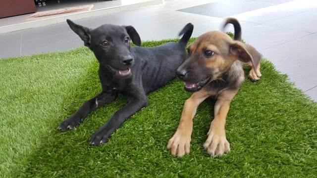 Puppy(Blacky And Browny) - Mixed Breed Dog