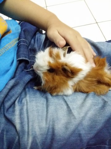 PF75043 - Guinea Pig Small & Furry