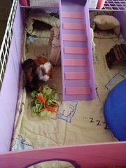 PF75043 - Guinea Pig Small & Furry