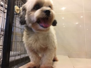 Found At Oug - Shih Tzu Mix Dog