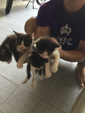 4 Kitten - Domestic Long Hair + Persian Cat