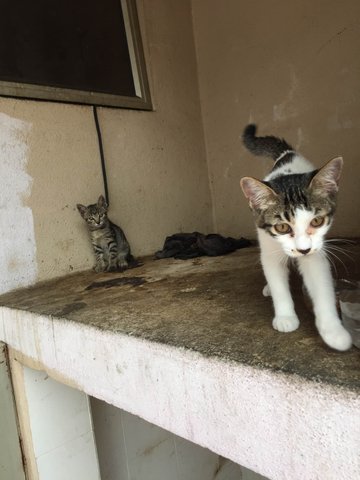 Seremban Cuties - Domestic Short Hair Cat