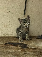 Seremban Cuties - Domestic Short Hair Cat