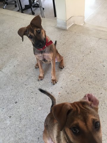 Gigi &amp; Imbi - Mixed Breed Dog