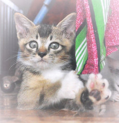 ♥ ..velvet Elvis.. ♥ - Domestic Short Hair + Tabby Cat