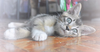 ♥ ..velvet Elvis.. ♥ - Domestic Short Hair + Tabby Cat