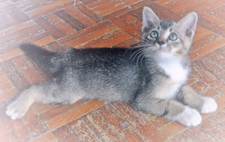 ♥ ..velvet Elvis.. ♥ - Domestic Short Hair + Tabby Cat