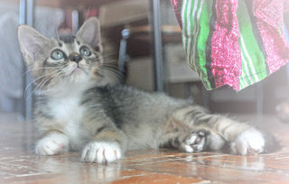 ♥ ..velvet Elvis.. ♥ - Domestic Short Hair + Tabby Cat