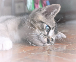 ♥ ..velvet Elvis.. ♥ - Domestic Short Hair + Tabby Cat