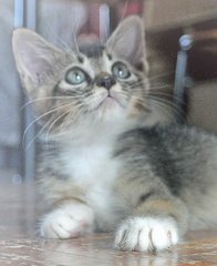 ♥ ..velvet Elvis.. ♥ - Domestic Short Hair + Tabby Cat