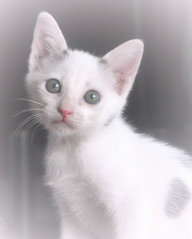 ♥ ..khaleesi.. ♥ - Domestic Short Hair + Turkish Van Cat