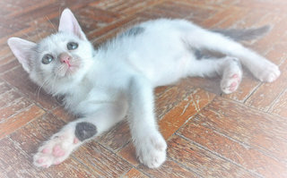 ♥ ..khaleesi.. ♥ - Domestic Short Hair + Turkish Van Cat