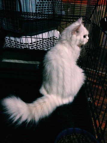 Mily - Persian Cat