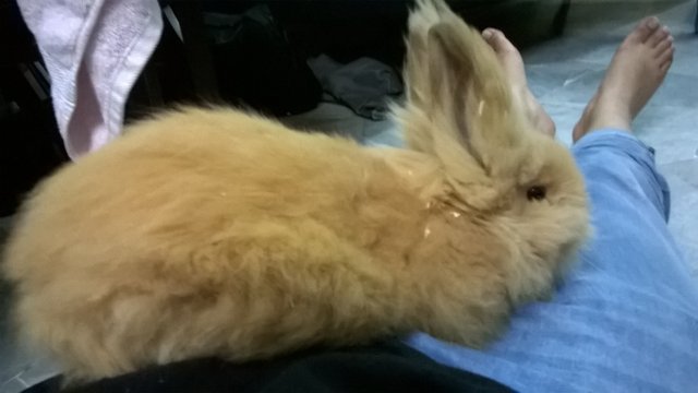 Teddy - Lionhead Rabbit