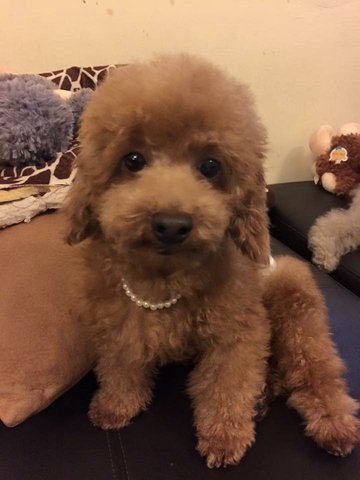 Oscar - Poodle Dog