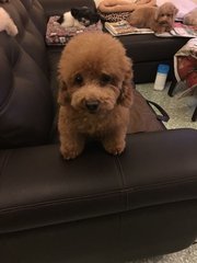 Oscar - Poodle Dog