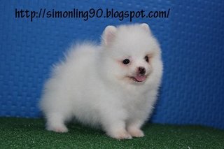 White Chubby Pomeranian - Pomeranian Dog