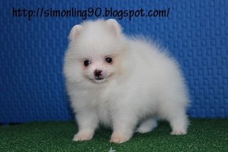 White Chubby Pomeranian - Pomeranian Dog