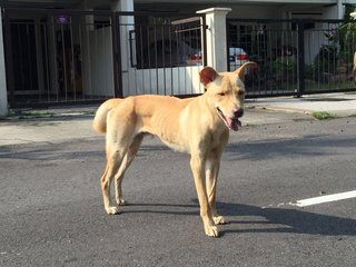 Toffee - Mixed Breed Dog