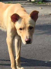 Toffee - Mixed Breed Dog