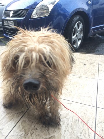 Lucky ( Temporary Name) - Shih Tzu Mix Dog