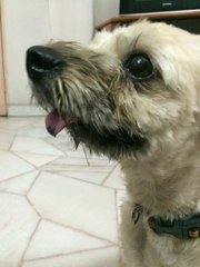 Lucky ( Temporary Name) - Shih Tzu Mix Dog